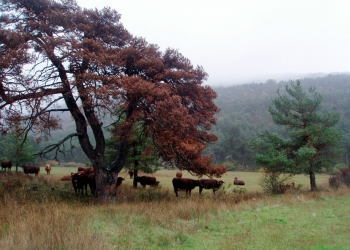 valderoure_ferme-terre-de-liens_72.jpg