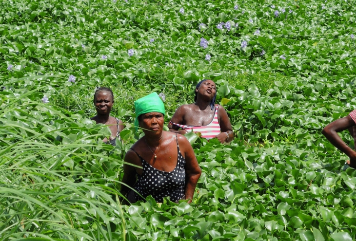 Au Bénin, on n'a pas de pétrole, mais de la jacinthe d'eau | Solidarum